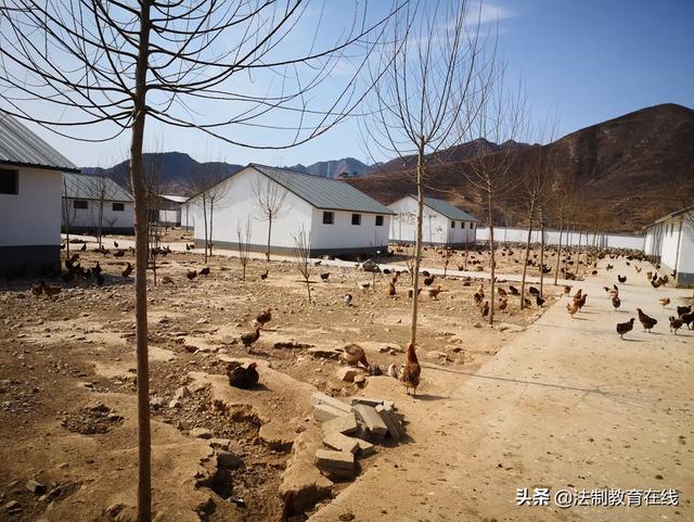 大山作證 縣領導攜生態農業企業為柴雞蛋正名