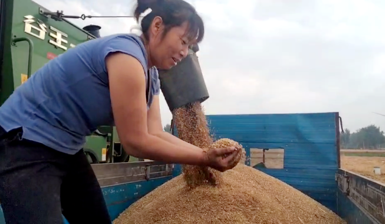 搶夏收麥歸倉  好政策水入田—記山東德州寧津縣王吏目村小農水工程